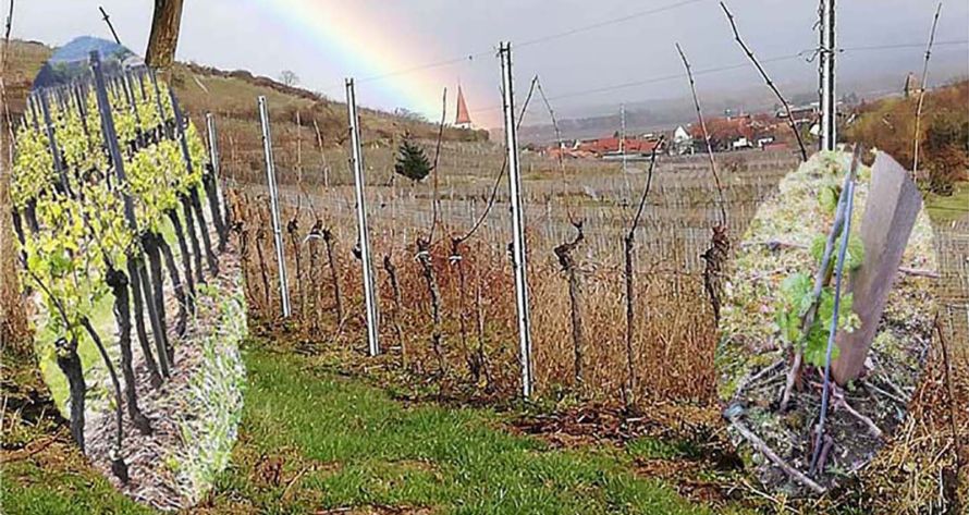 Domaine Théo Meyer, Ammerschwihr, Alsace - Les millésimes