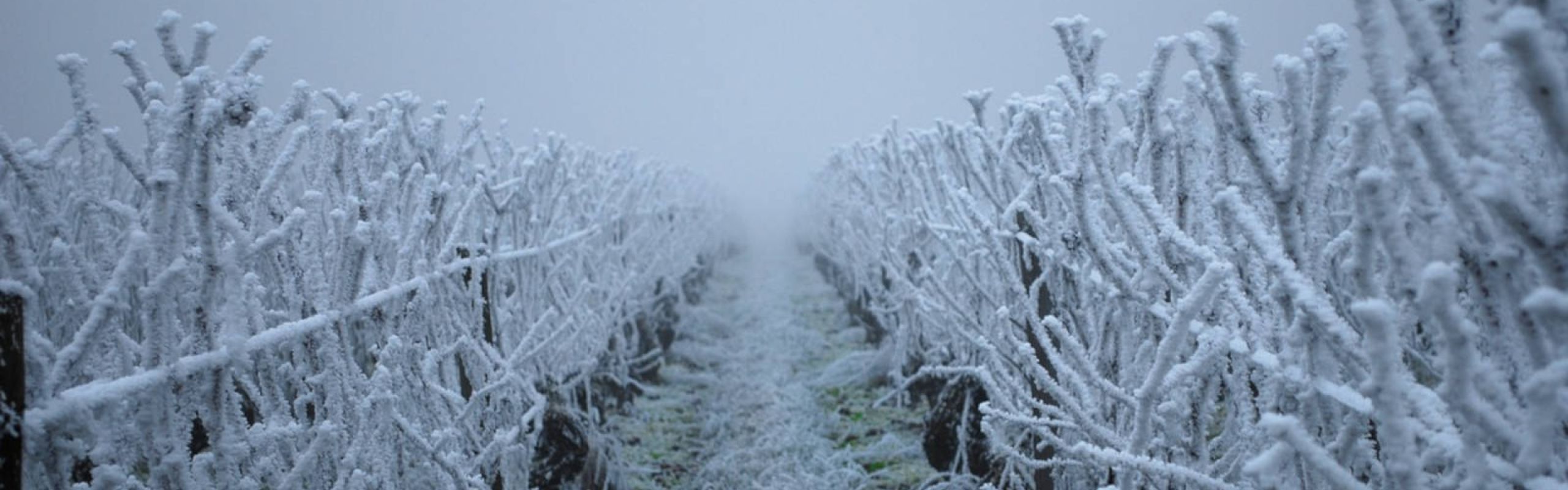 Domaine Théo Meyer, Ammerschwihr, Alsace - Les millésimes