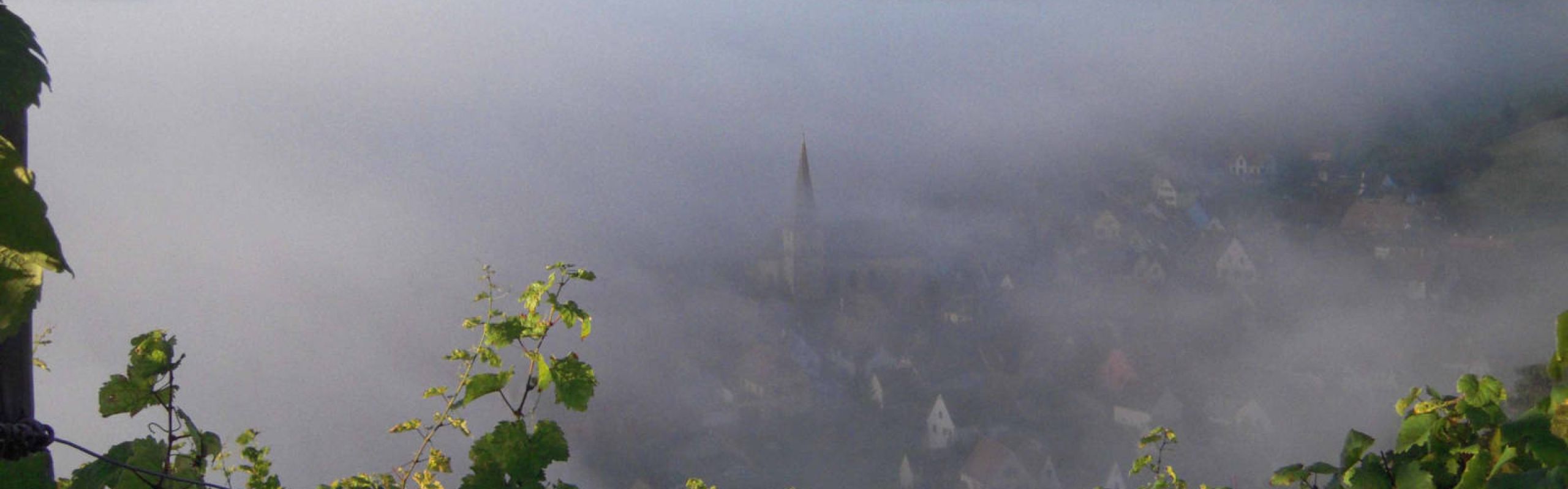 Domaine Théo Meyer, Ammerschwihr, Alsace - Les millésimes