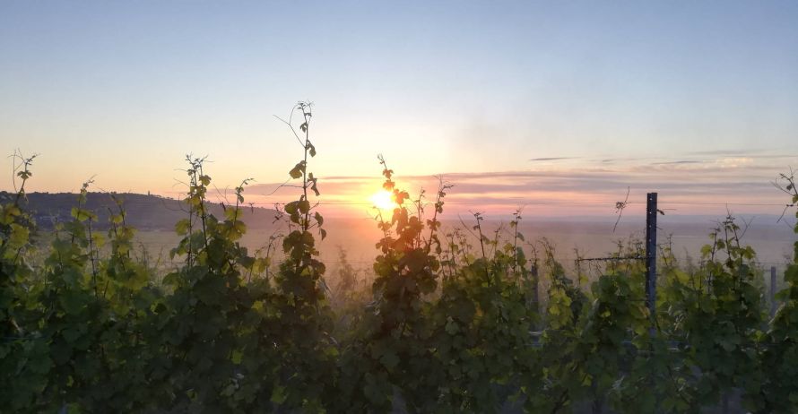 Domaine Théo Meyer, Ammerschwihr, Alsace - Les millésimes