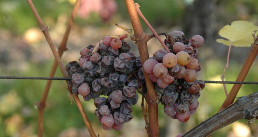 Domaine Théo Meyer, Ammerschwihr, Alsace - Les millésimes