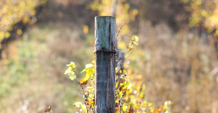 Domaine Théo Meyer, Ammerschwihr, Alsace - Les millésimes