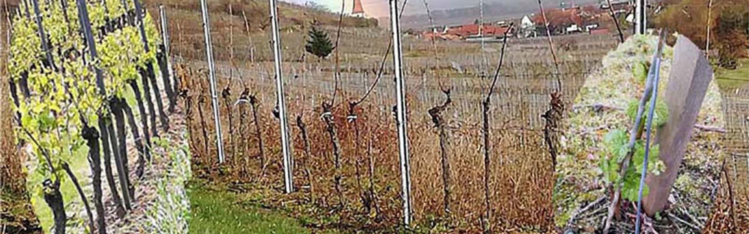 Domaine Théo Meyer, Ammerschwihr, Alsace - Les millésimes