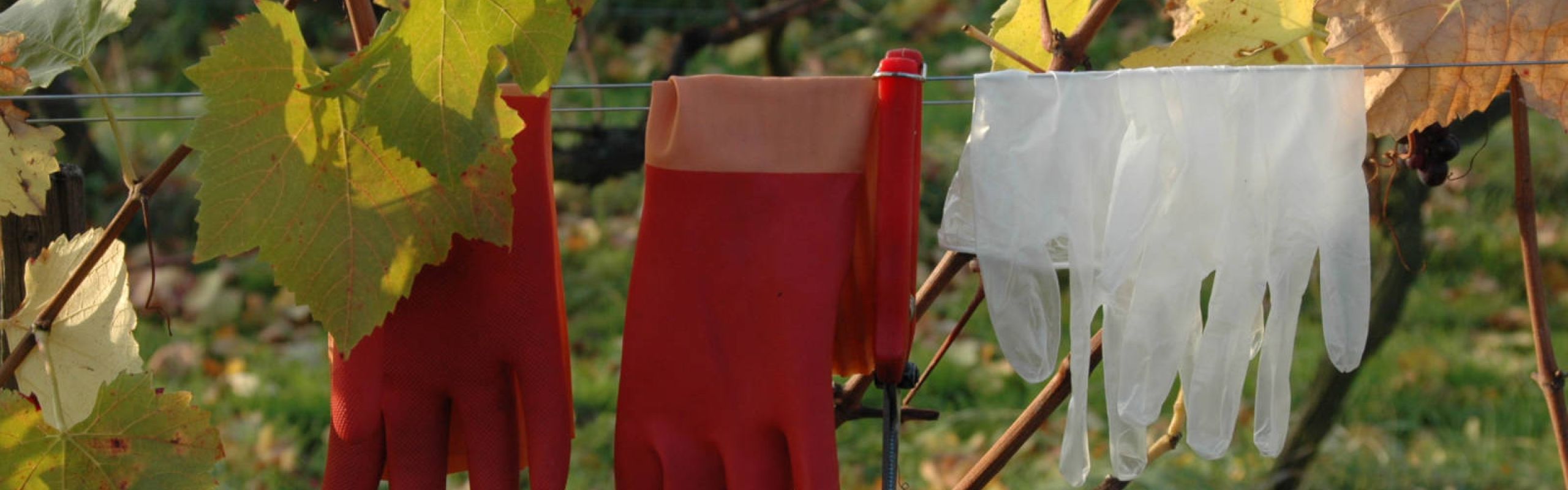 Domaine Théo Meyer, Ammerschwihr, Alsace - Les millésimes