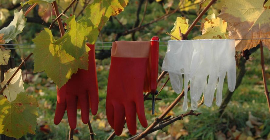 Domaine Théo Meyer, Ammerschwihr, Alsace - Les millésimes